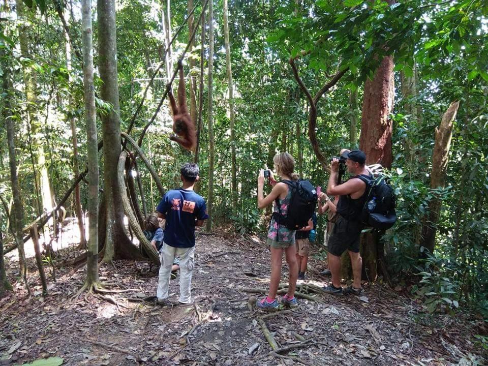 Jungle View Homestay Bukit Lawang Exterior photo