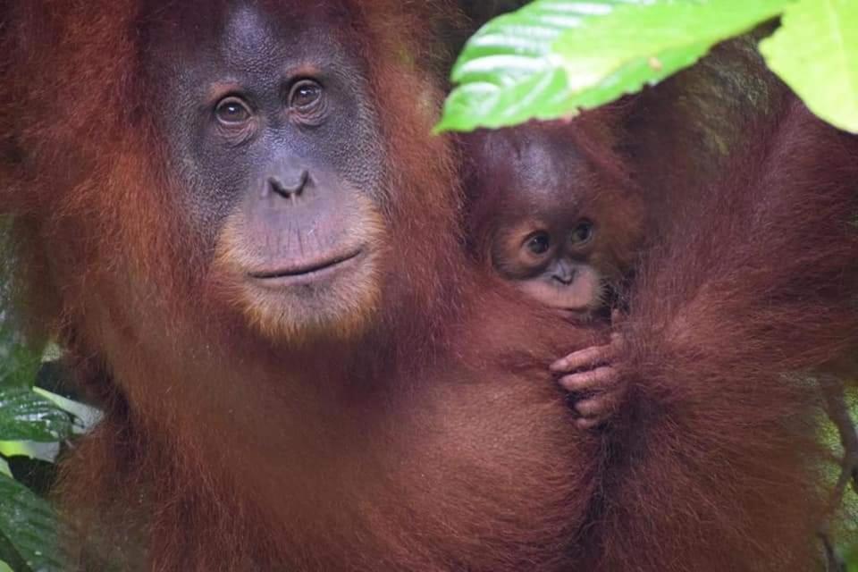 Jungle View Homestay Bukit Lawang Exterior photo